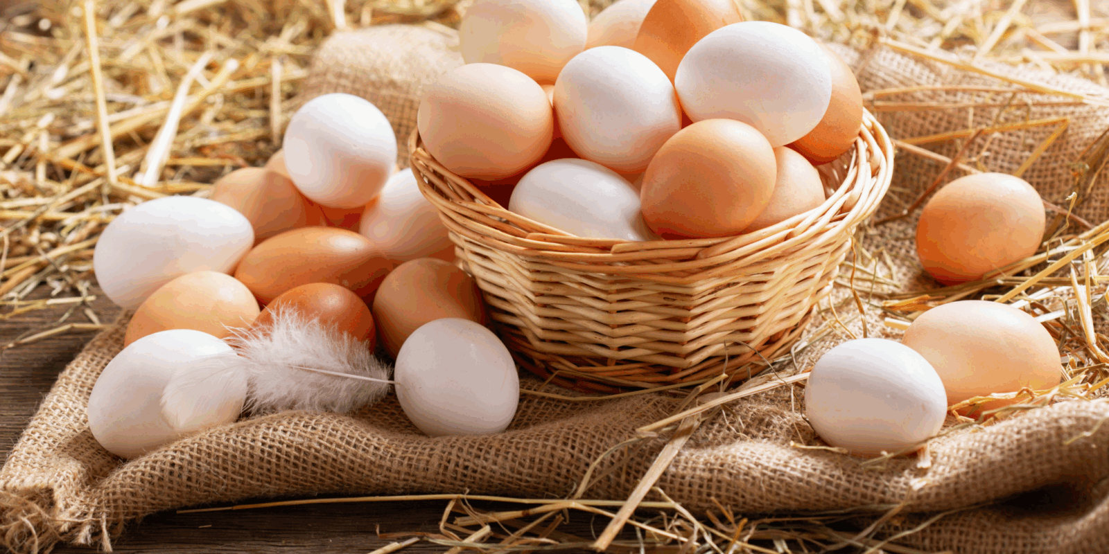clean chicken coop eggs