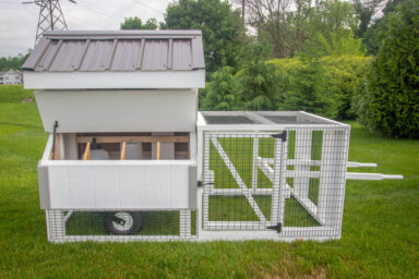 chicken coop for chickens