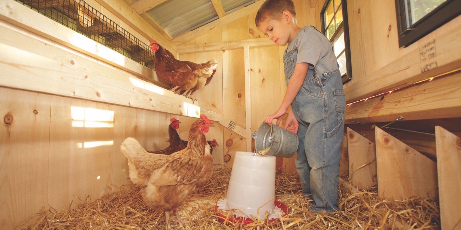 inside a chicken coop Boy With Chickens 2