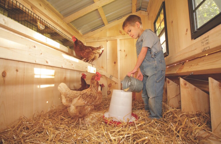 inside a chicken coop Boy With Chickens 2