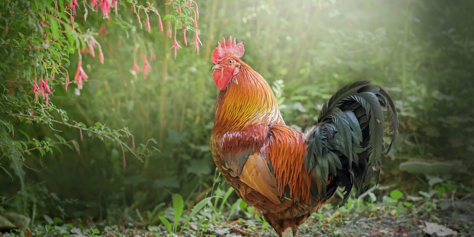 rooster