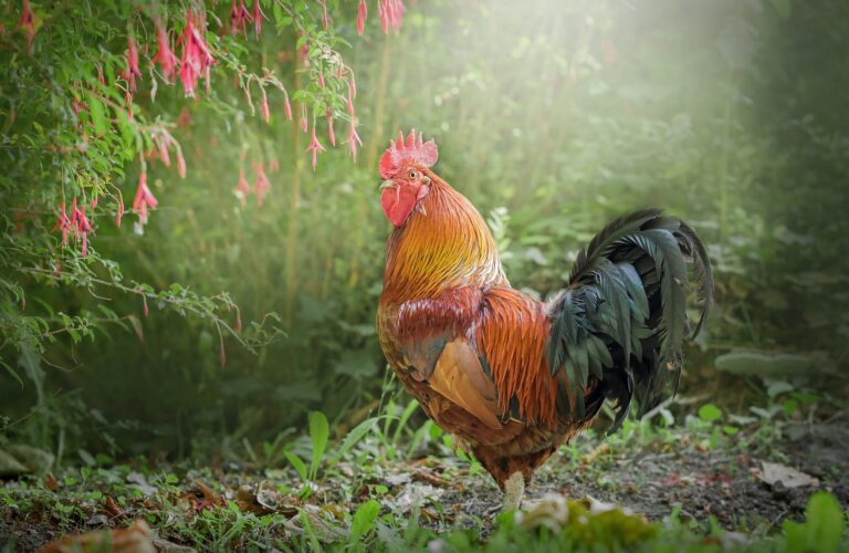 rooster