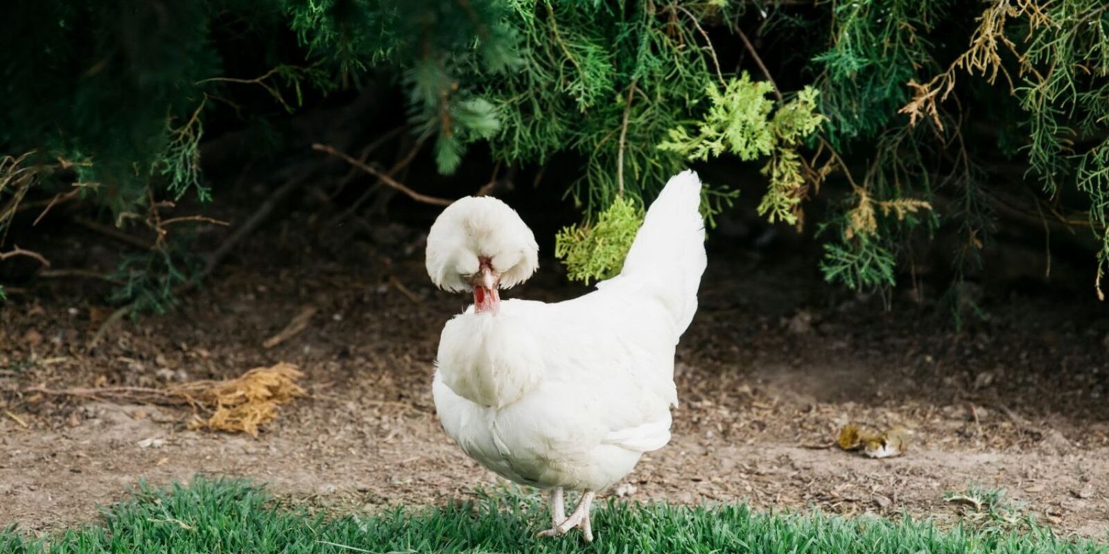 exotic chickens