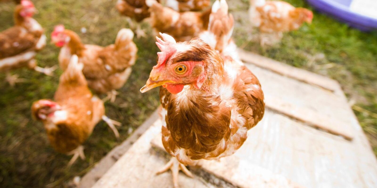 What is a Chicken Ramp