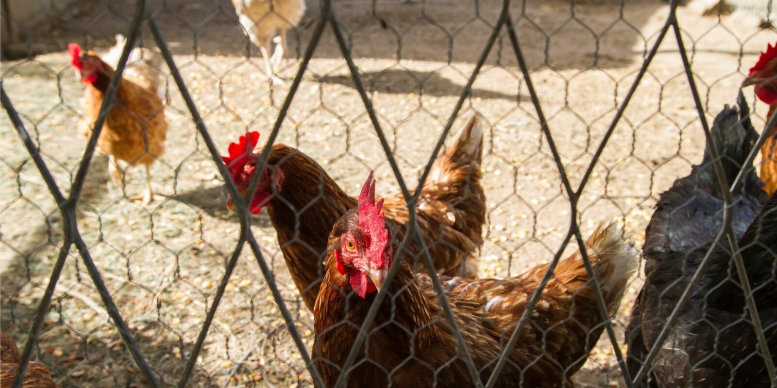 raising backyard chickens guide chickens (1)