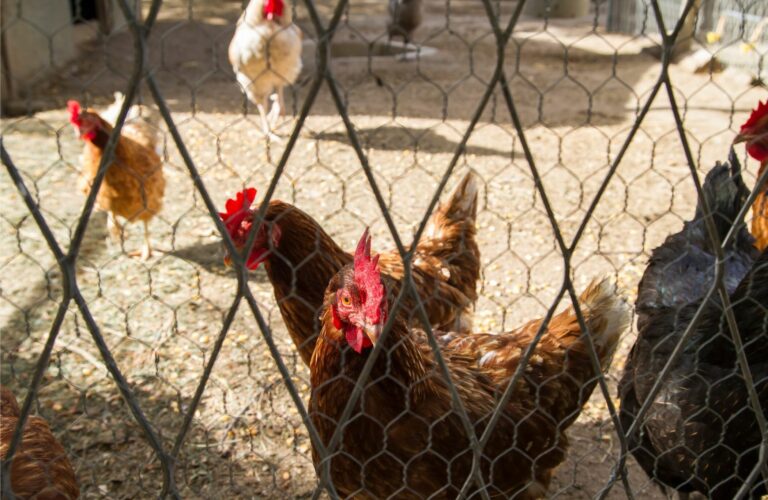 raising backyard chickens guide chickens (1)