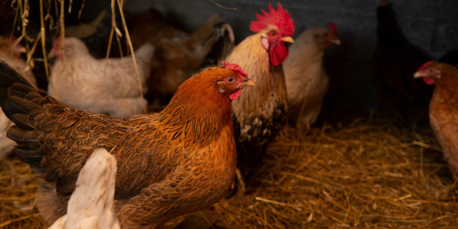 deep litter coop (1)