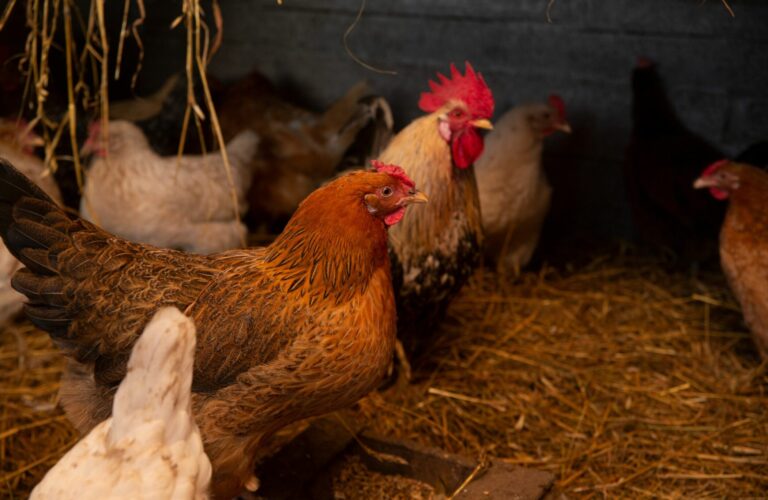 deep litter coop (1)