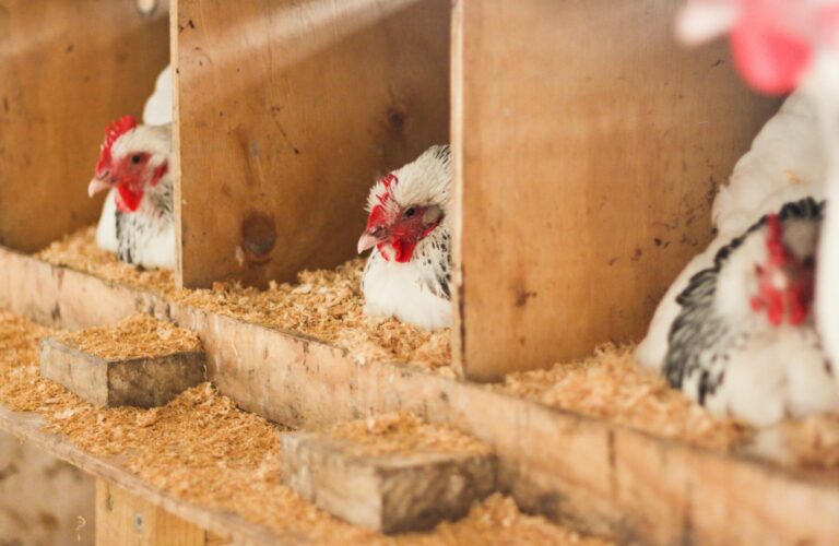 chickens laying eggs