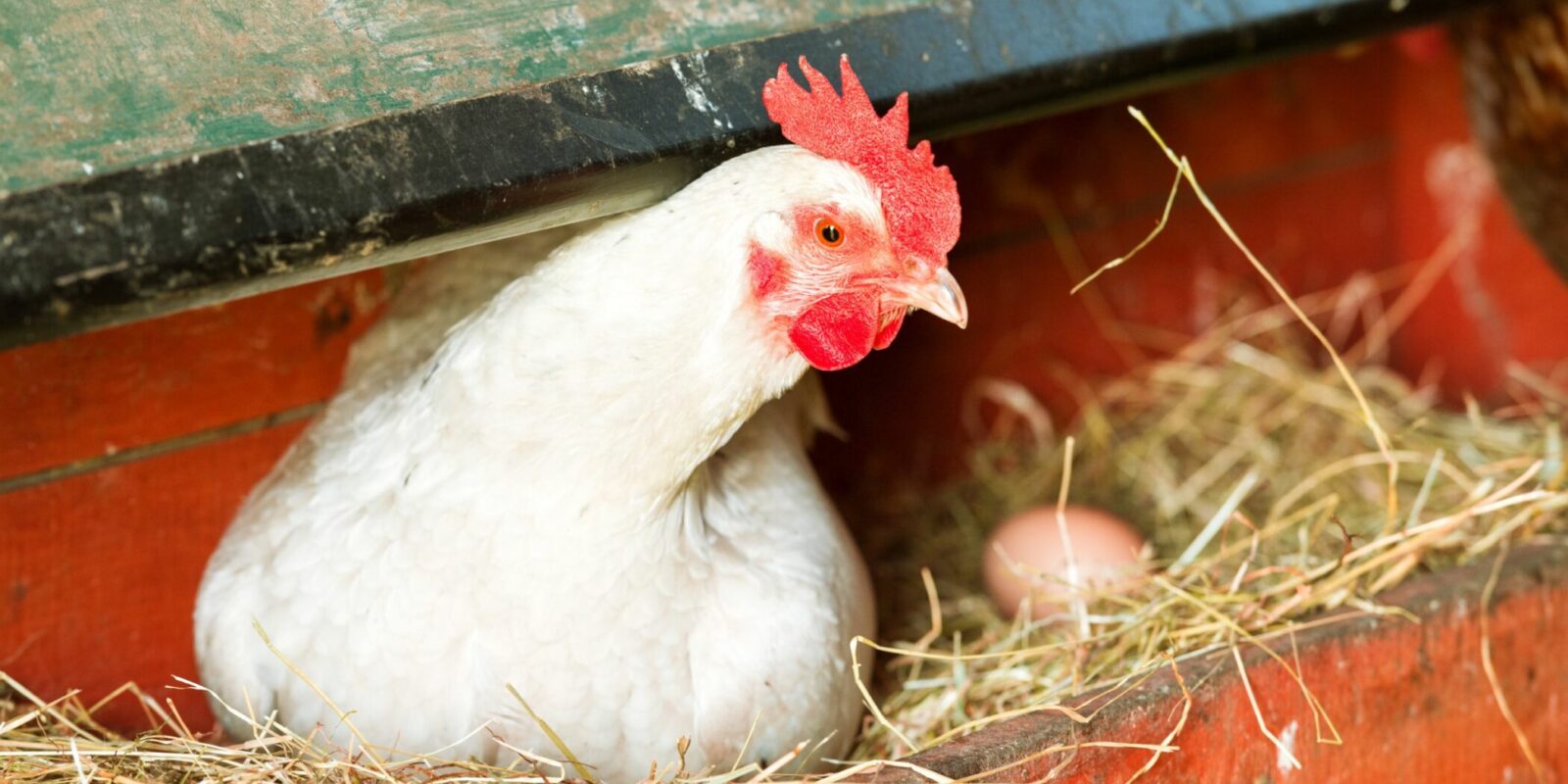 when do chickens start laying eggs