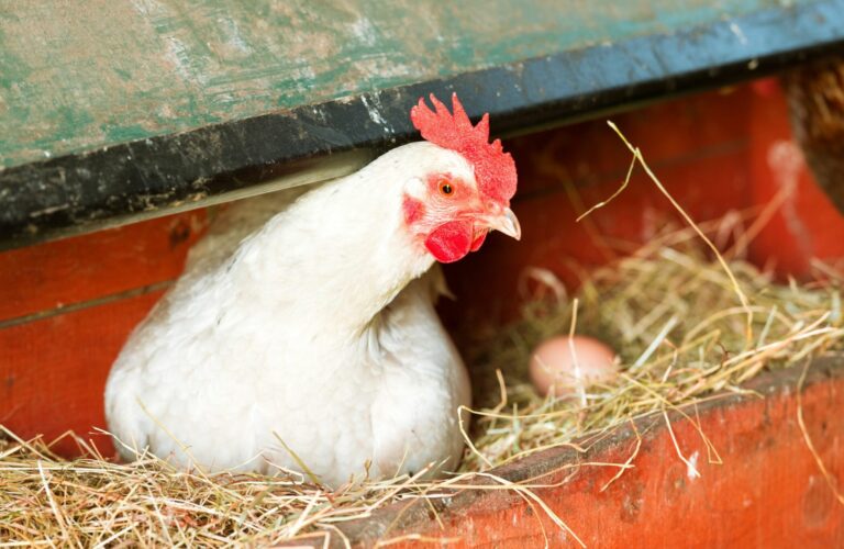 when do chickens start laying eggs