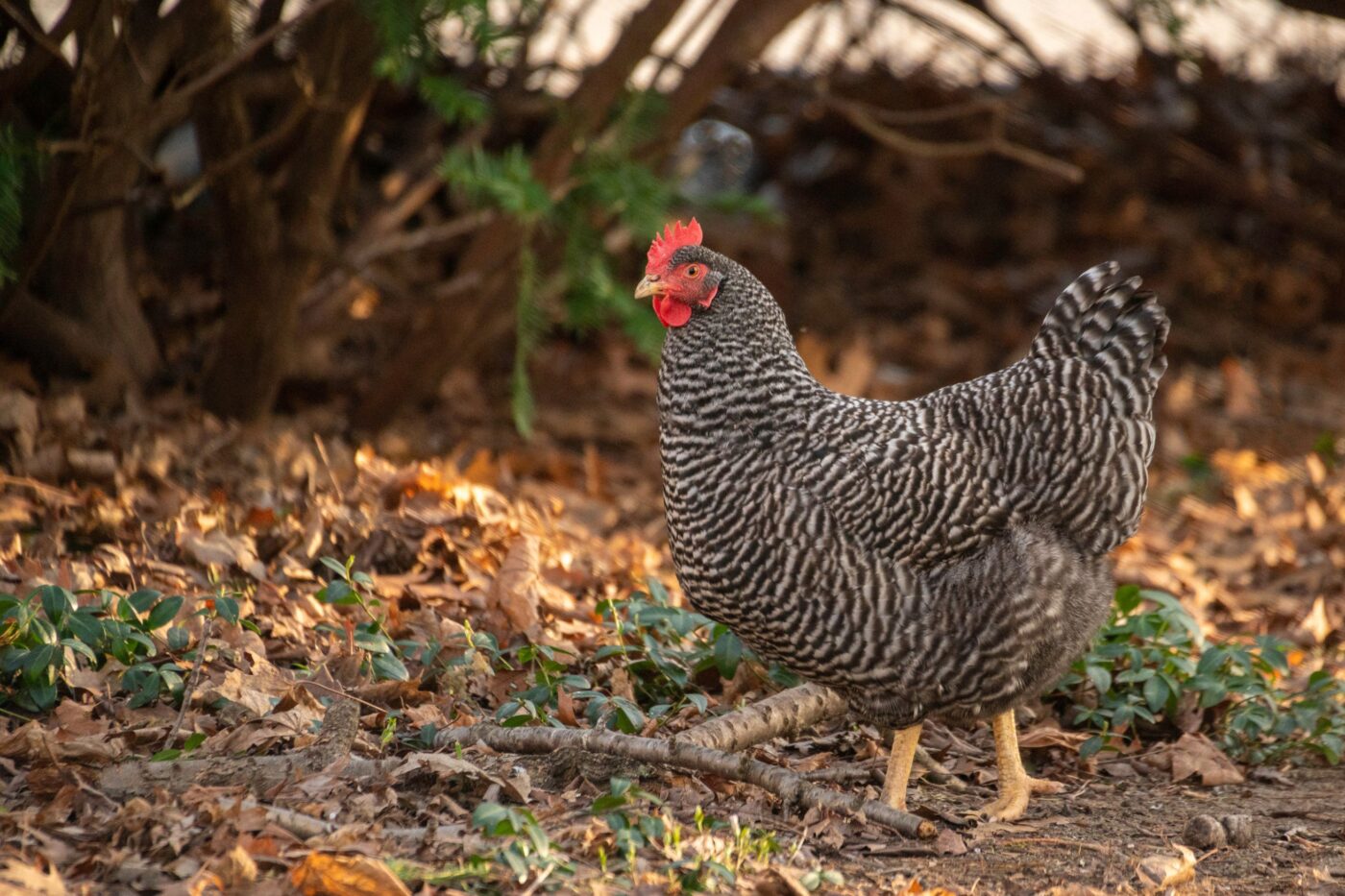 Friendly Chicken Breeds (1)