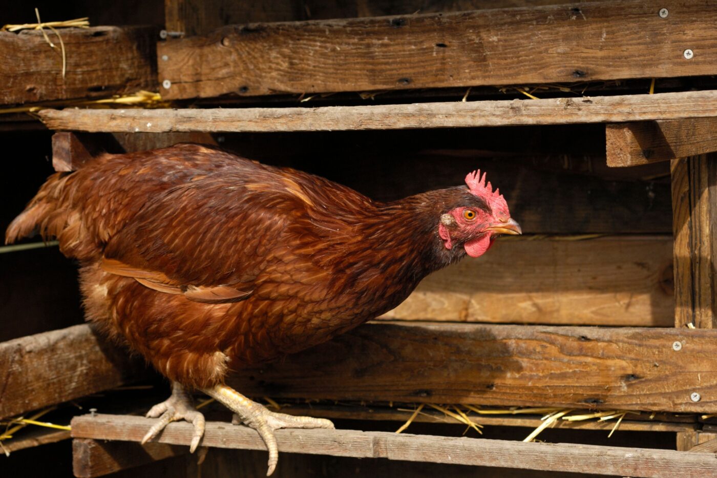 Friendly Chicken Breeds (2)