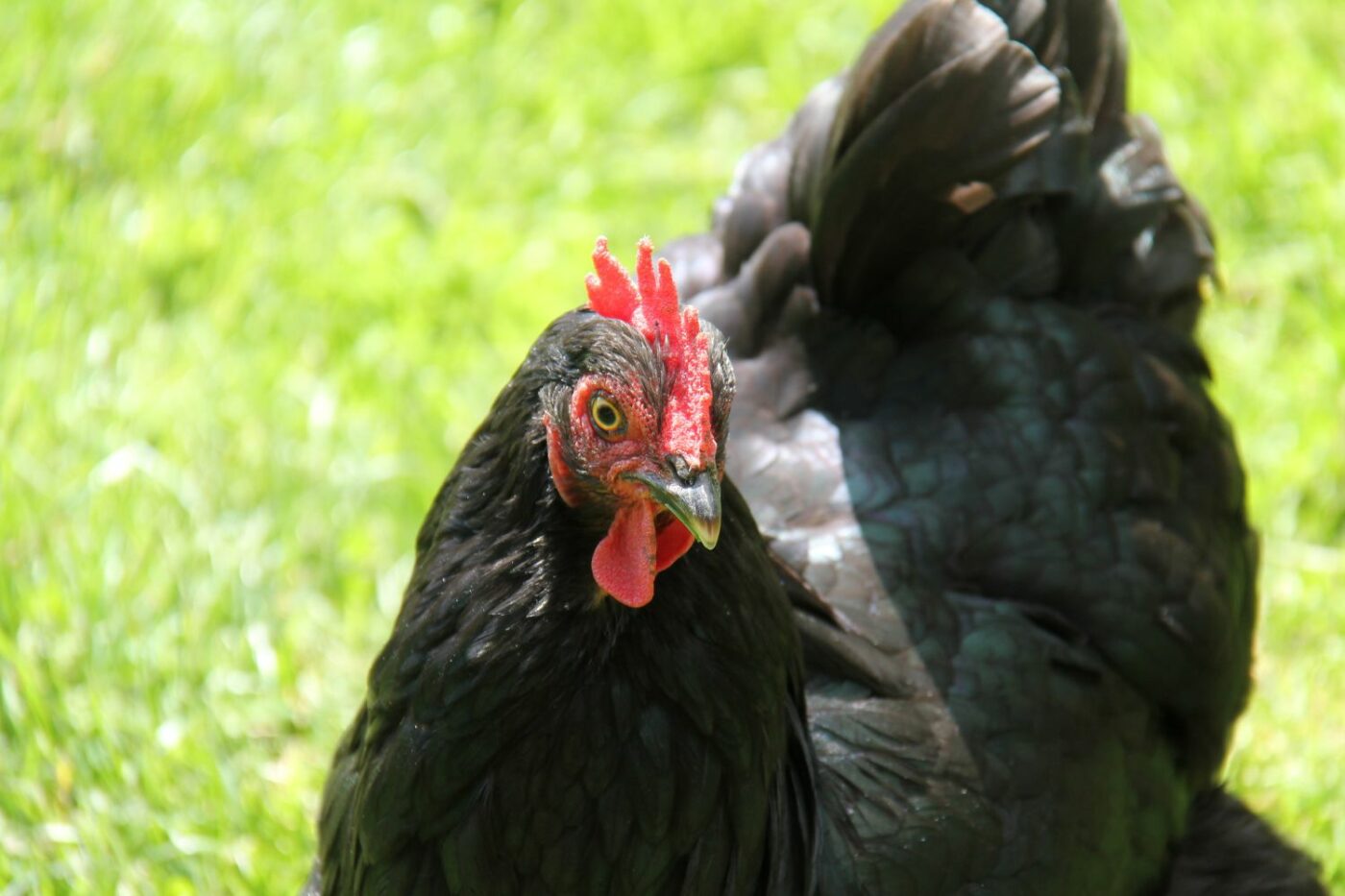 friendly chicken breeds australorp