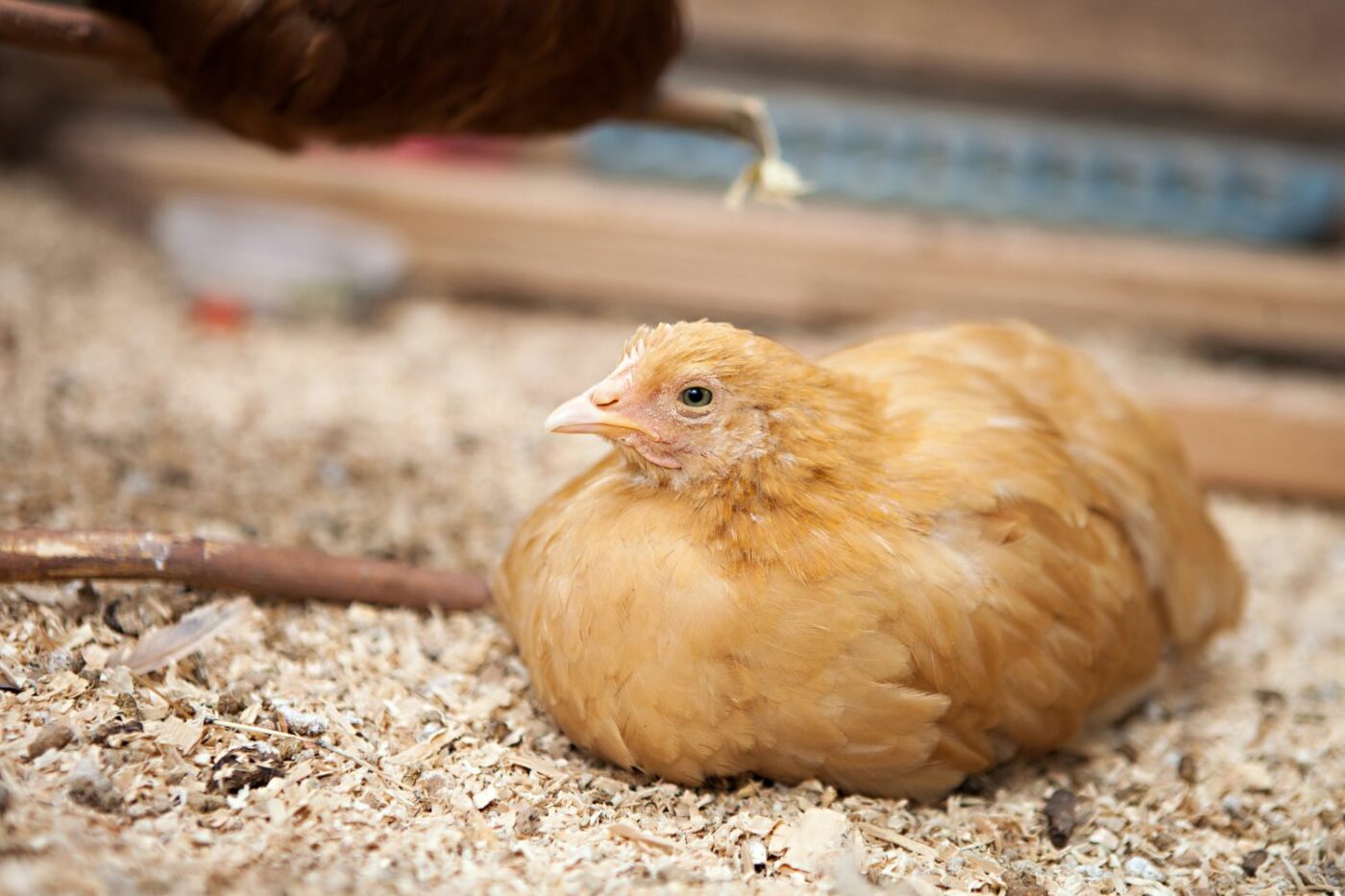 friendly chicken breeds buff orpington
