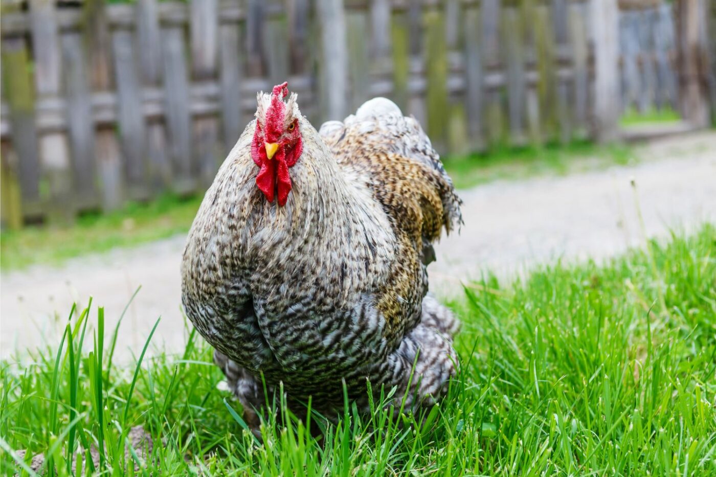 friendly chicken breeds cochin chickens