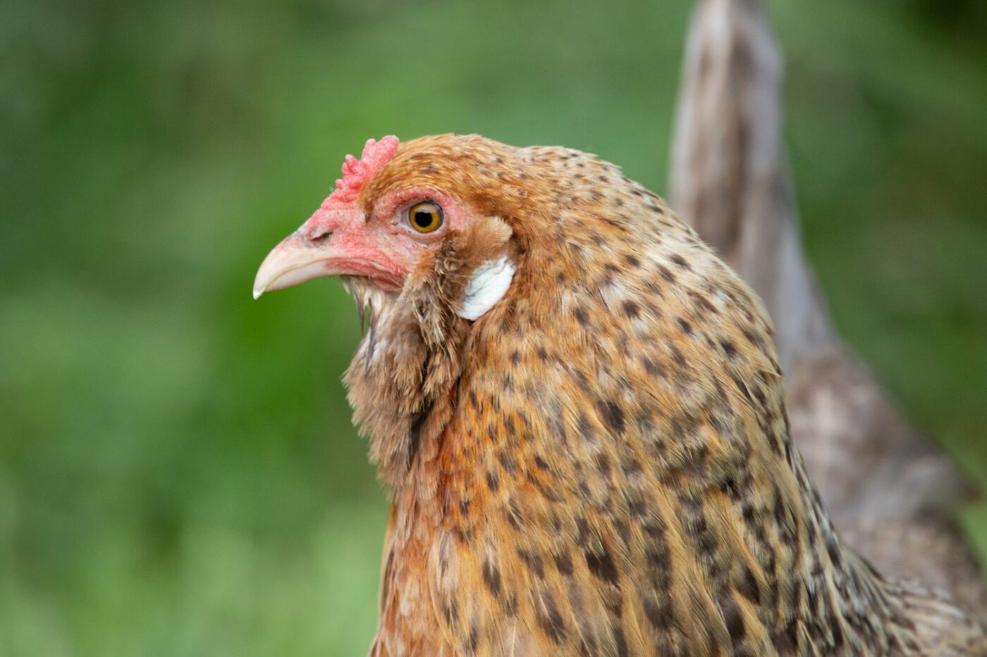 friendly chicken breeds easter eggers