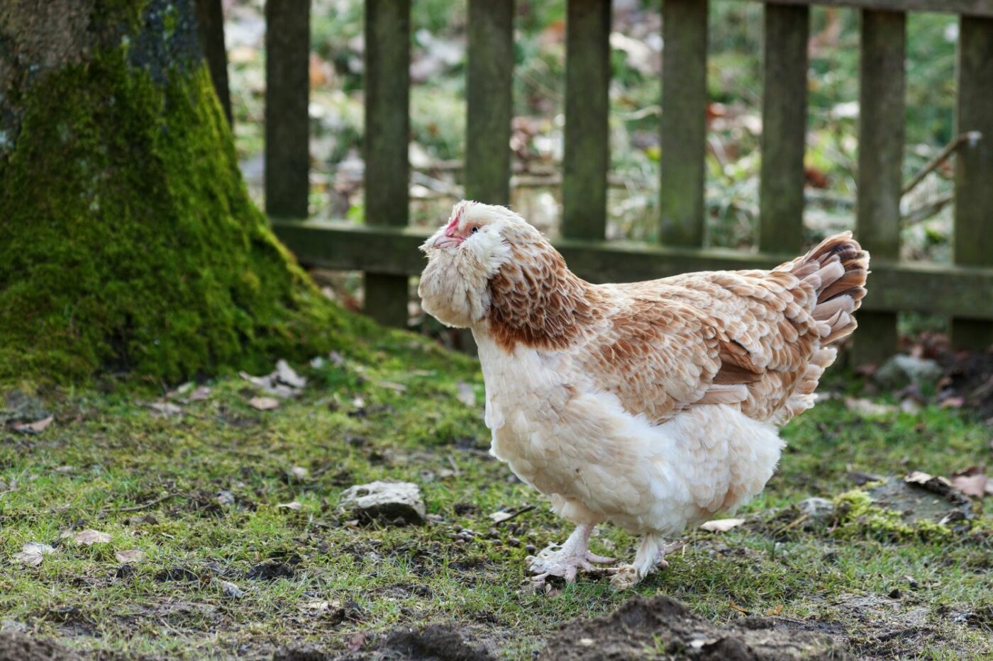 friendly chicken breeds faverolles