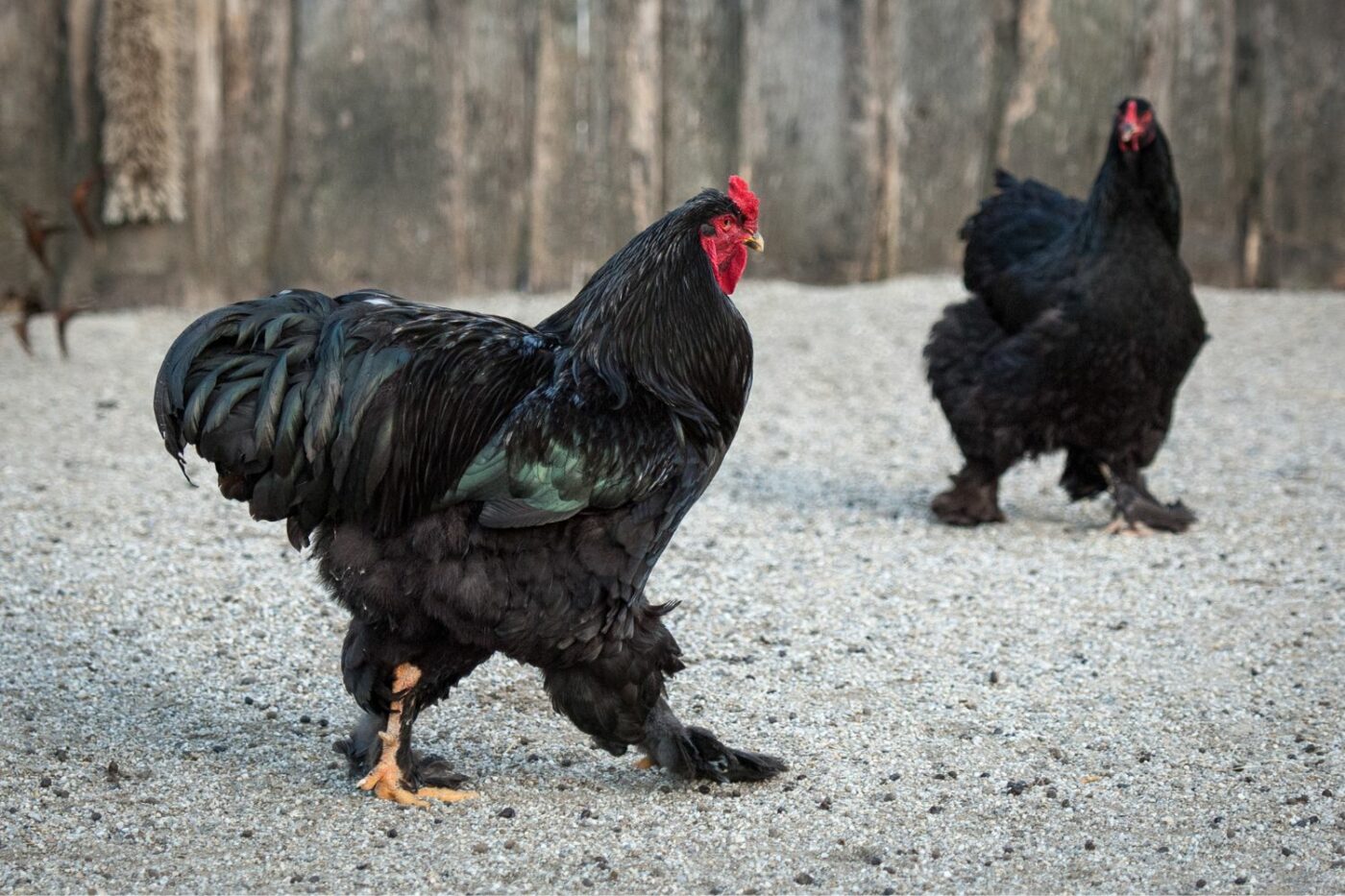 friendly chicken breeds jersey giants