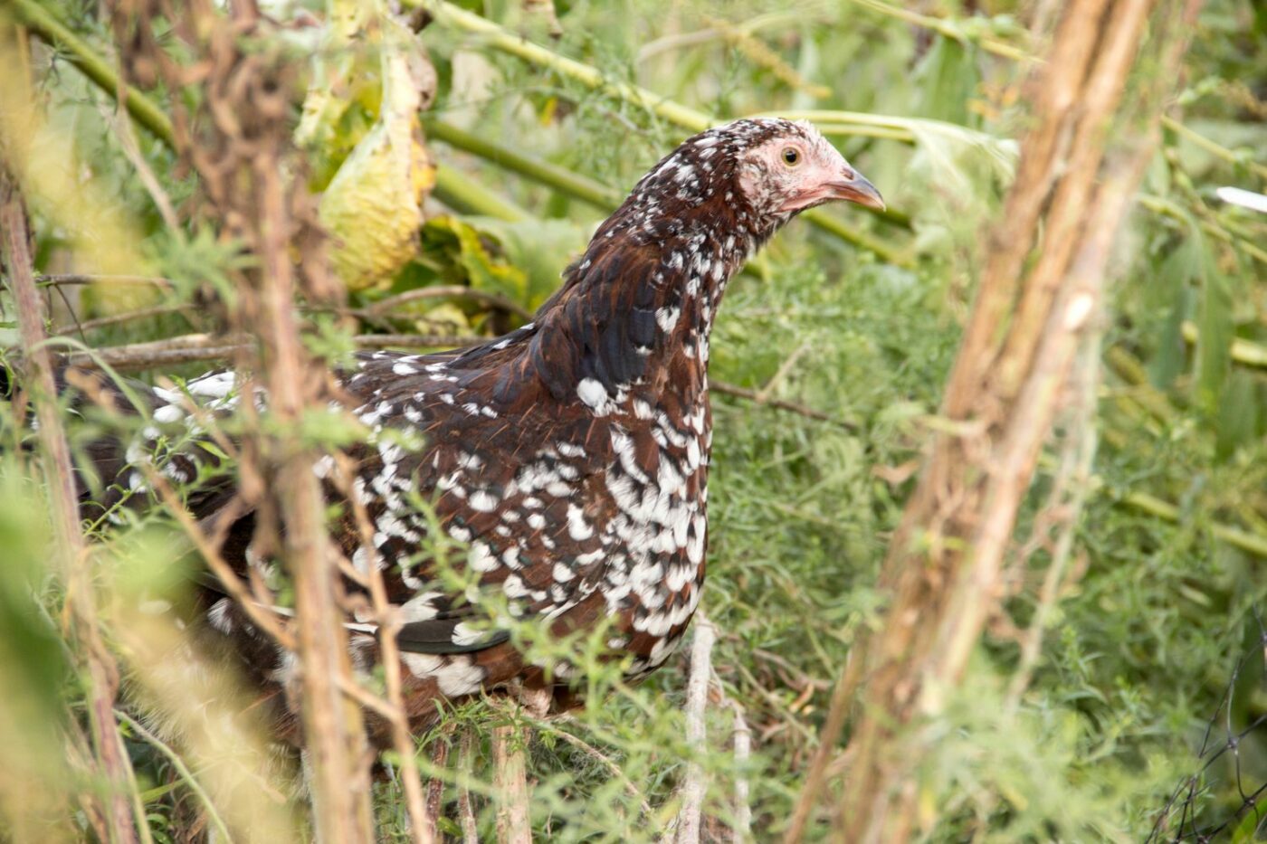 friendly chicken breeds speckled sussex