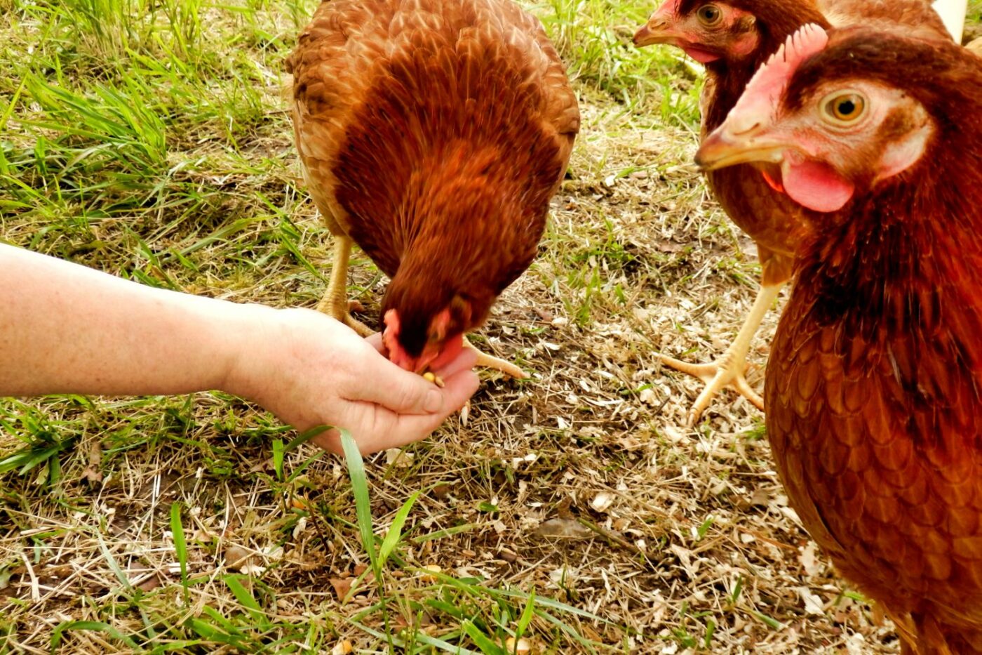 friendly chicken breeds taming chickens
