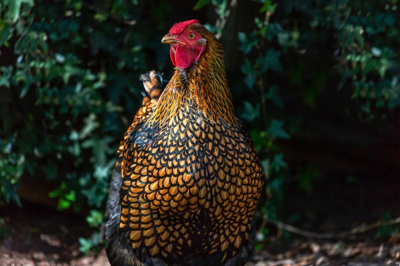 friendly chicken breeds wyandotte chickens