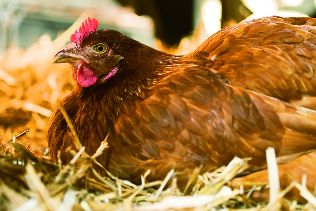 chicken laying eggs questions