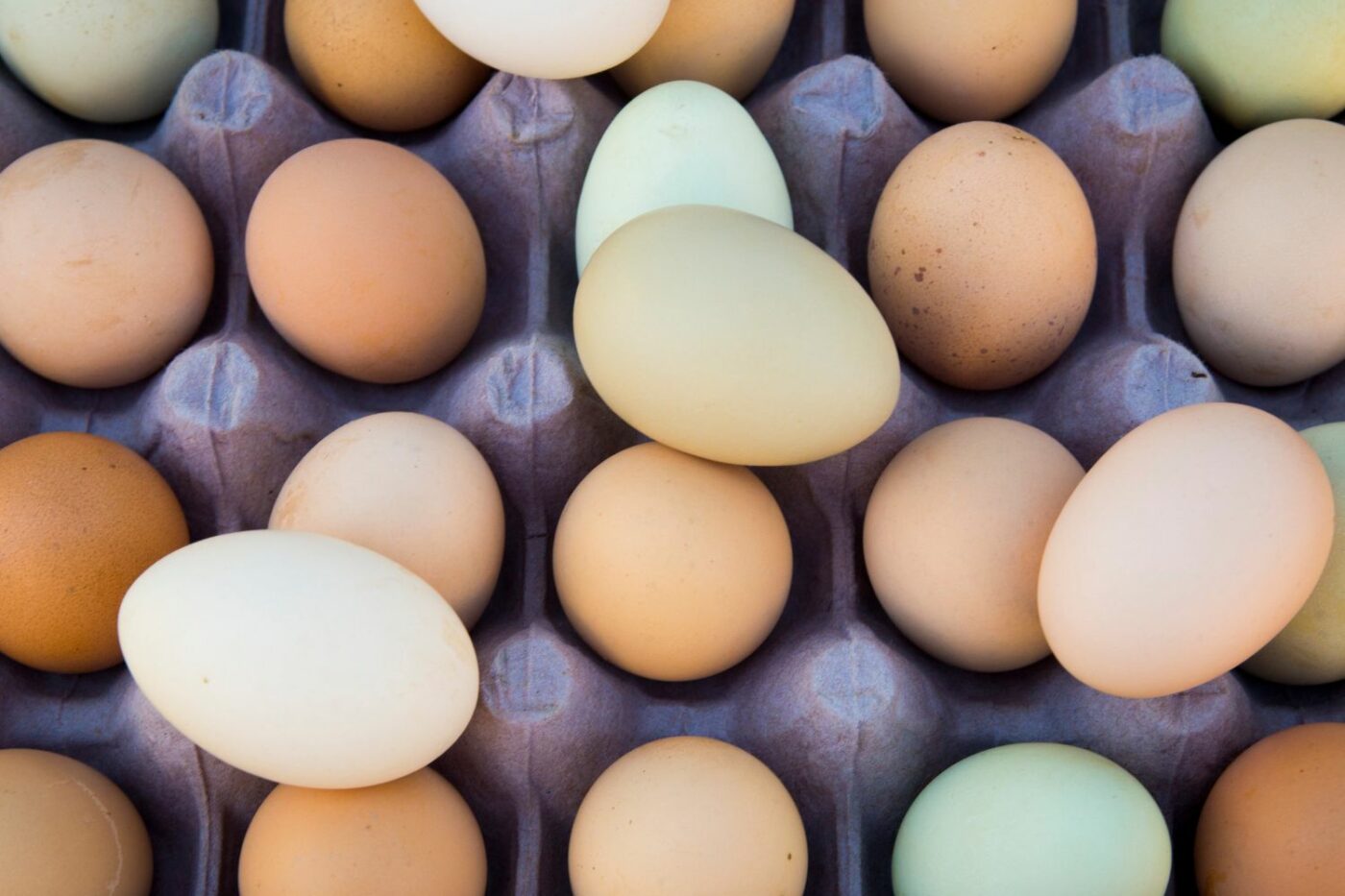 chicken laying eggs questions egg color