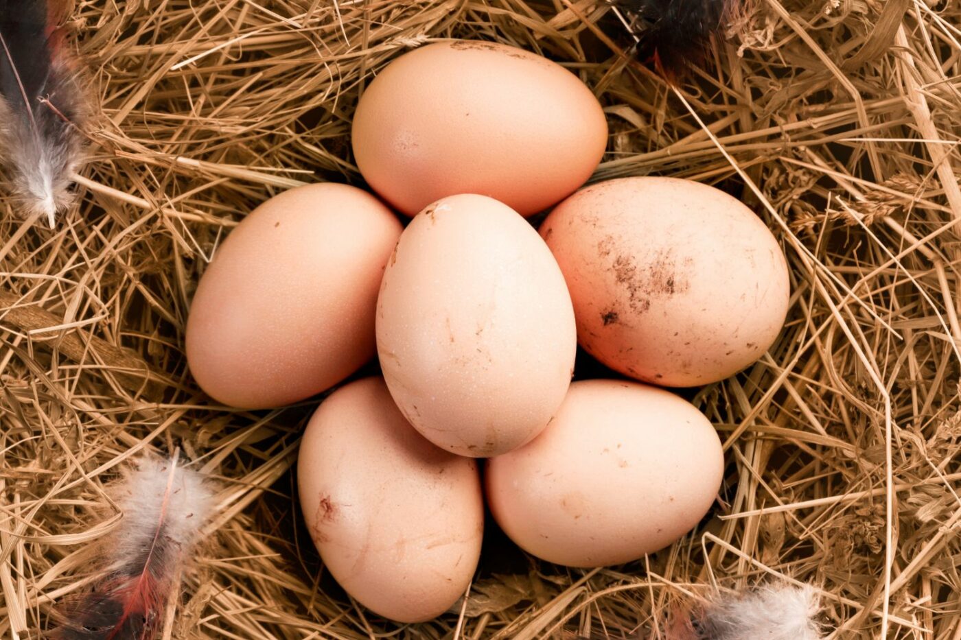 chickens laying eggs eggs