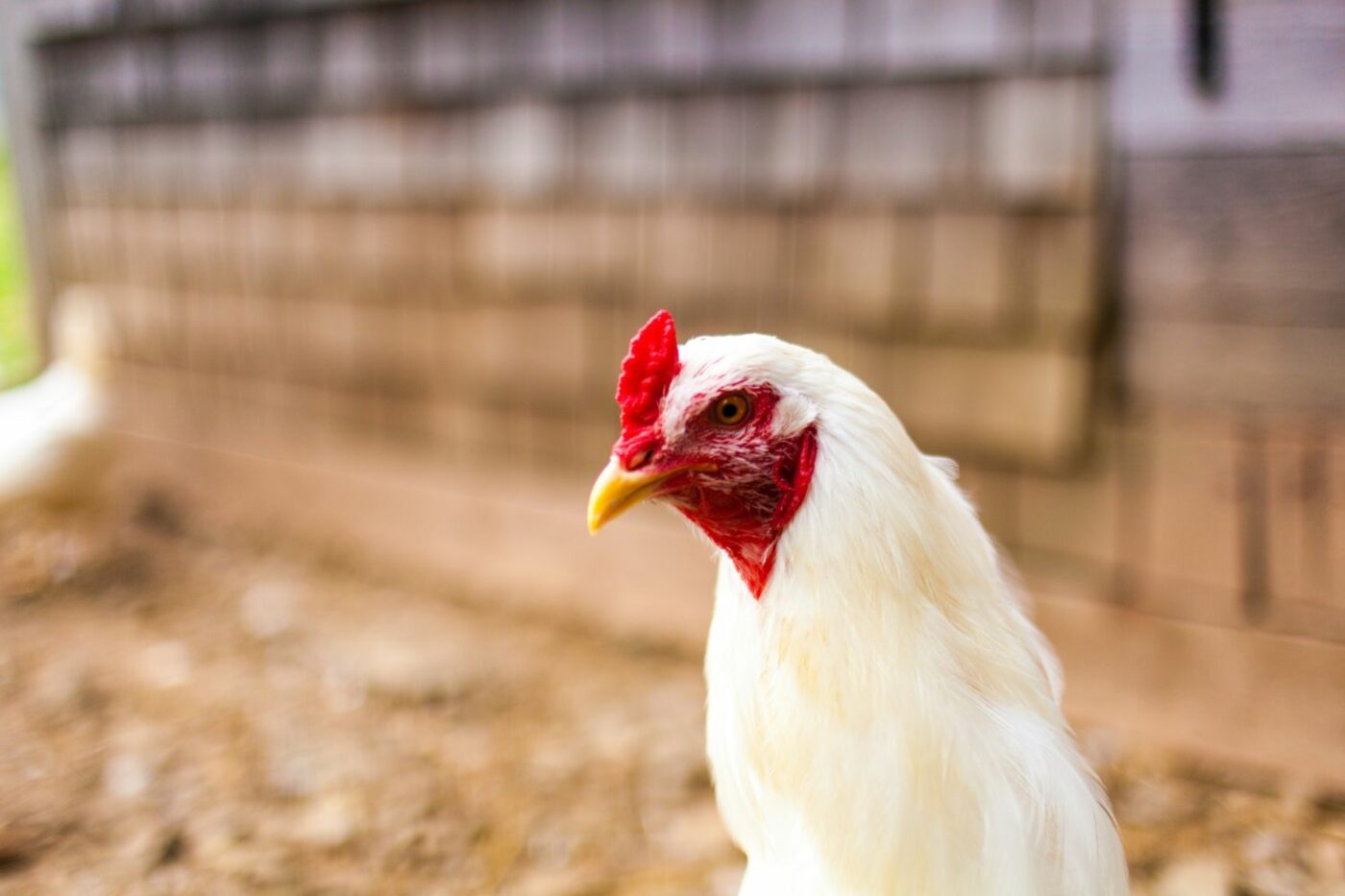 chickens laying eggs leghorn