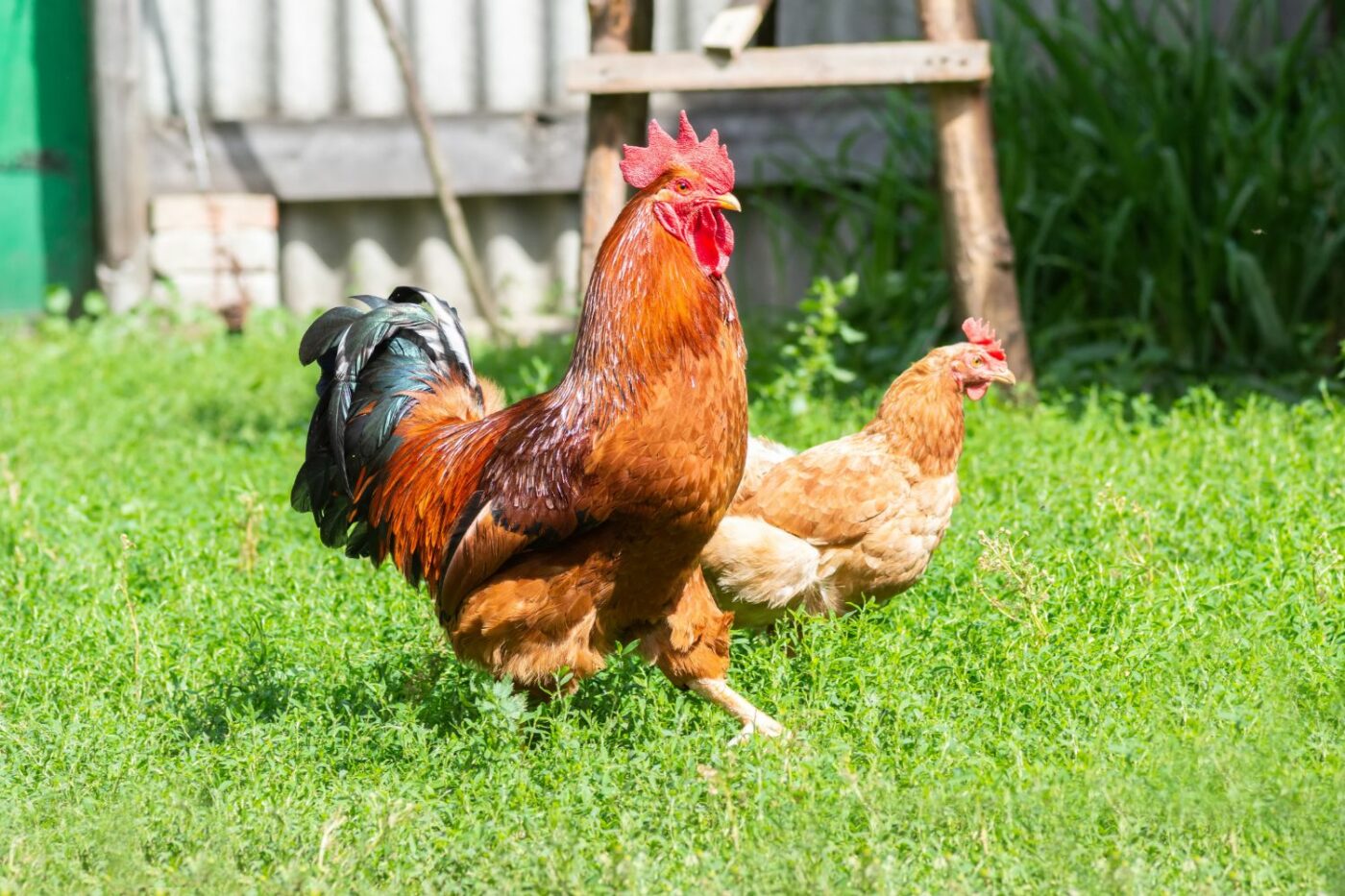 how does chicken lay egg