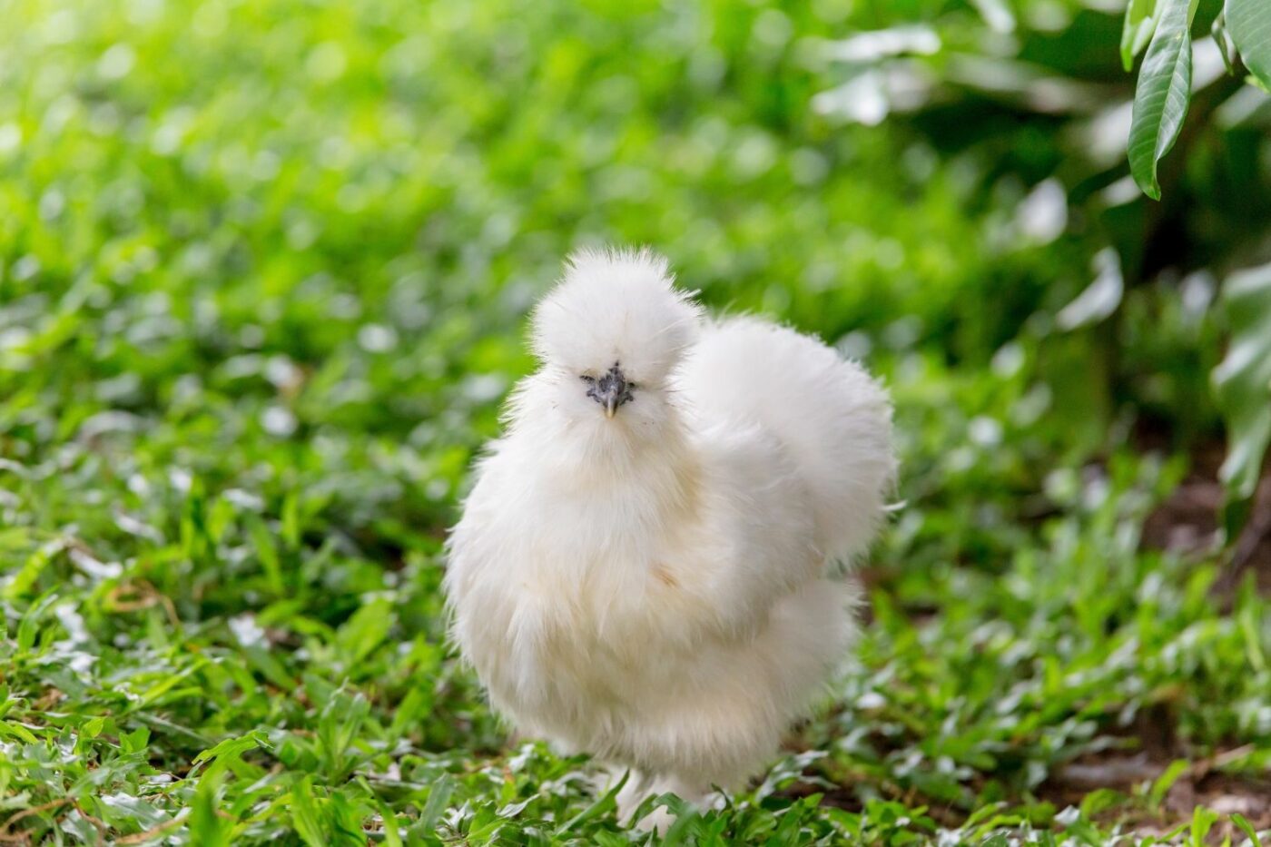 partridge chicken laying eggs questions