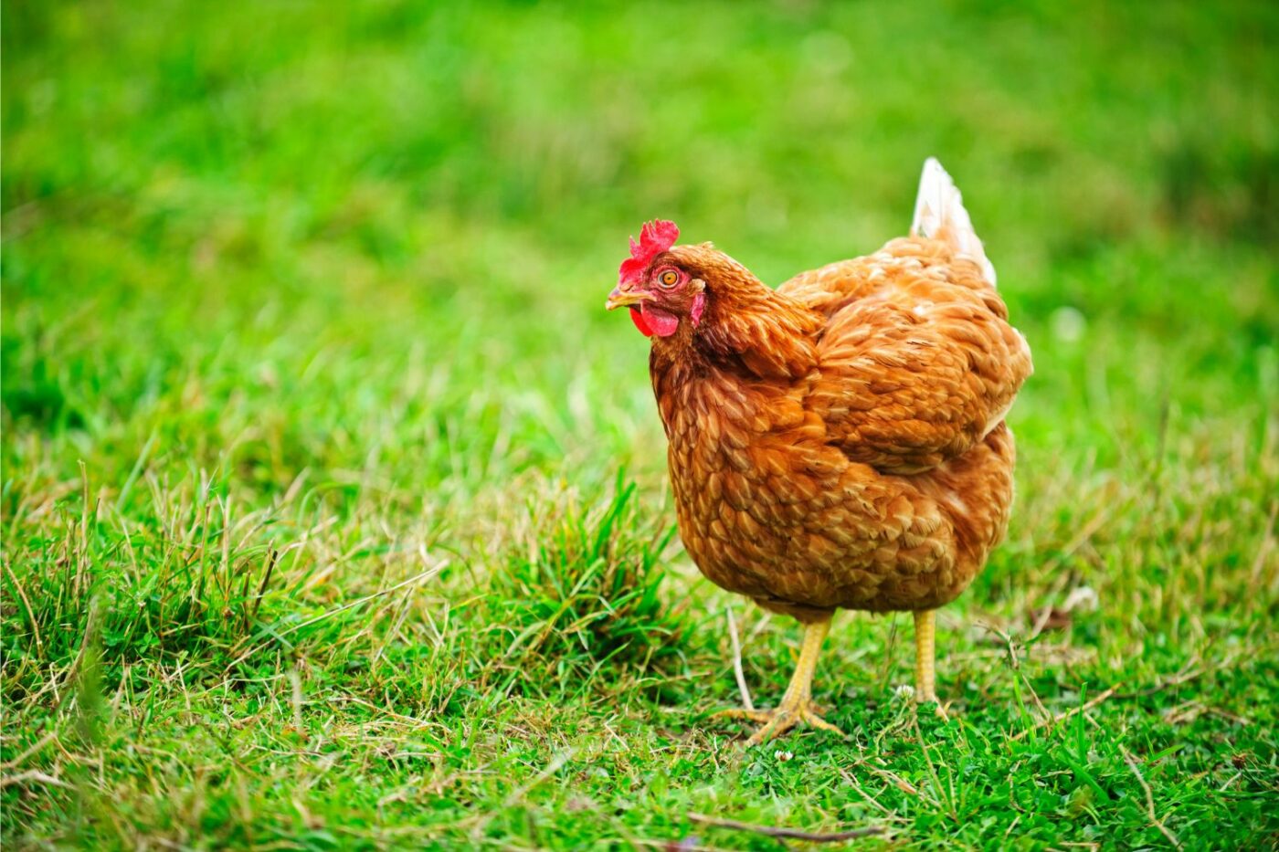 rhode island red chicken laying eggs questions