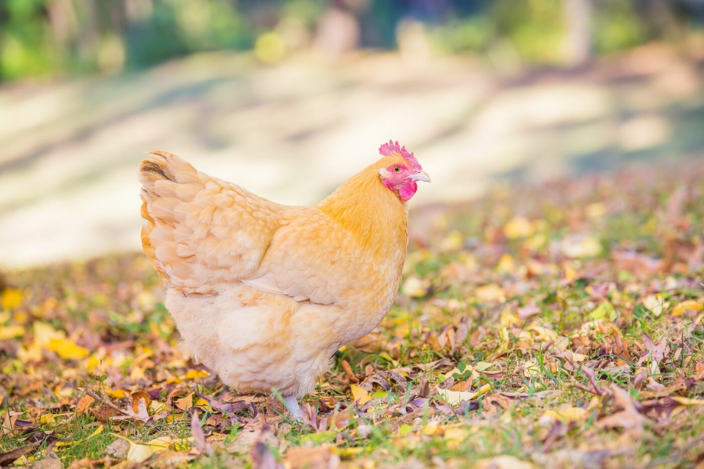 best chicken breeds buff orpington