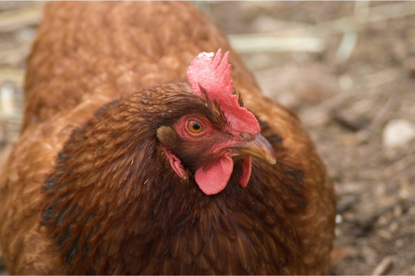 best chicken breeds new hampshire