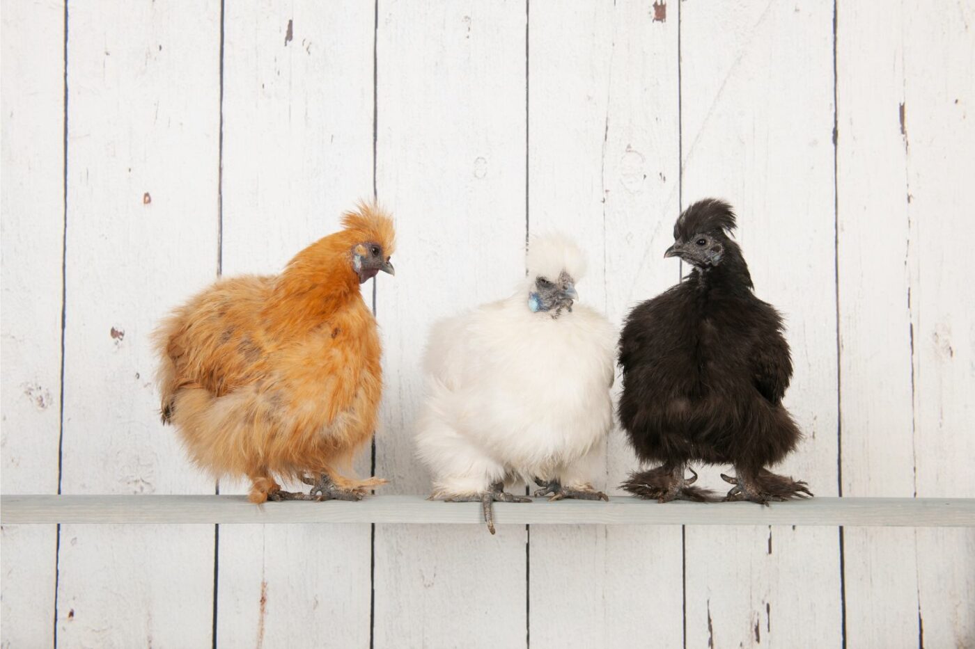 best chicken breeds partridge silkie