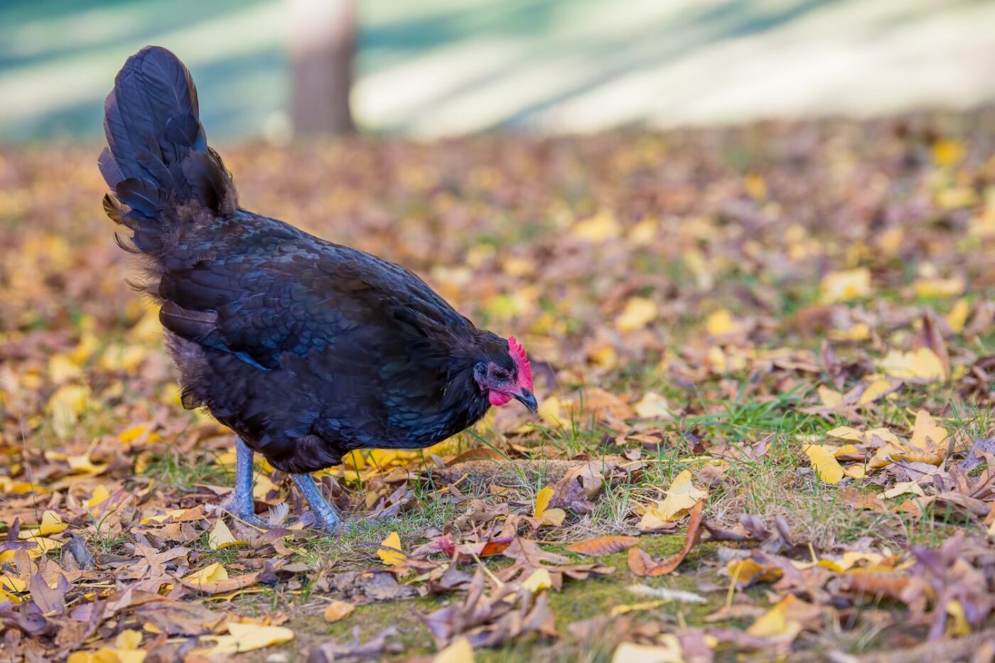 chicken breeds australorp