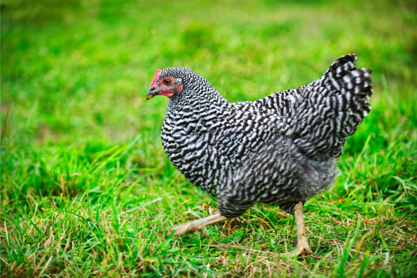 chicken breeds barred plymouth rock