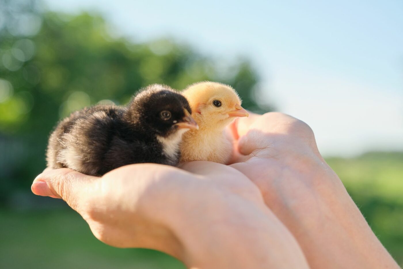 chicken breeds holding chickens