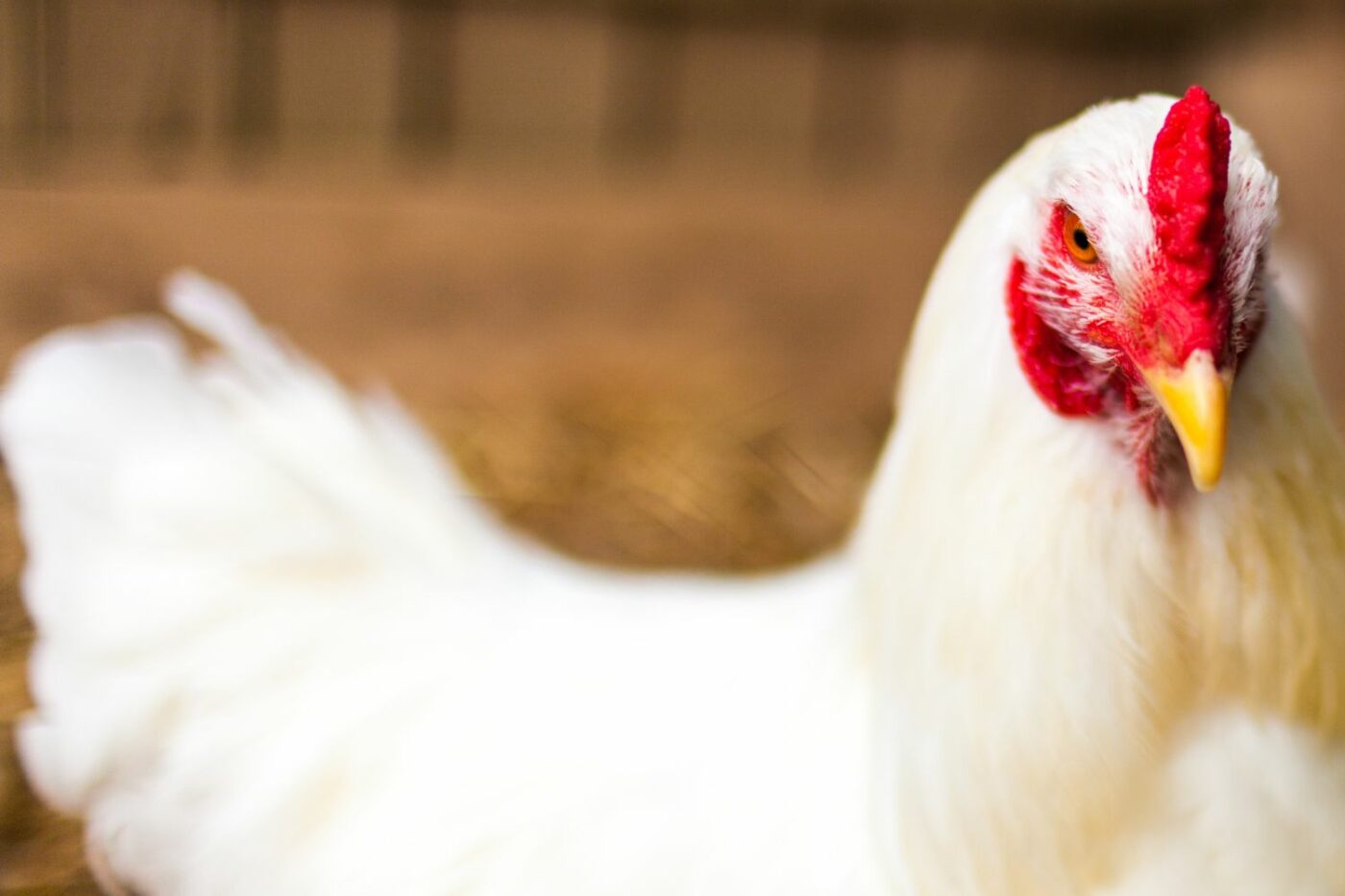 chicken breeds leghorn