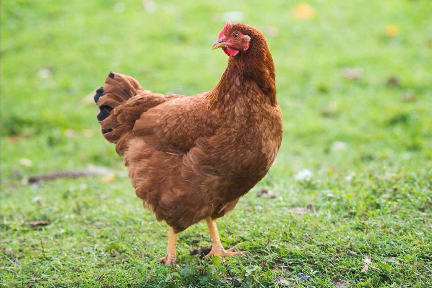 chicken breeds rhode island red