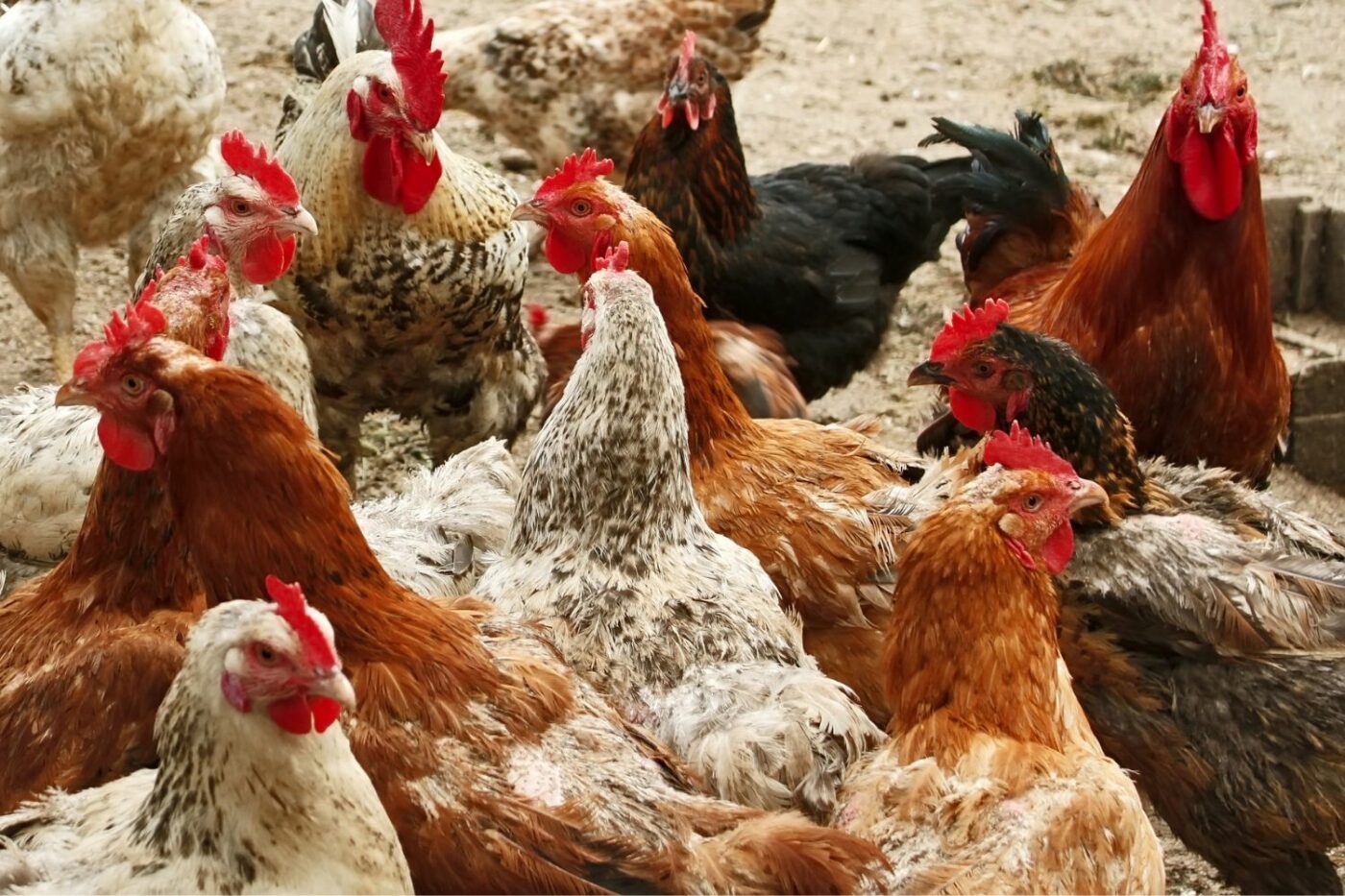 chicken breeds various breeds