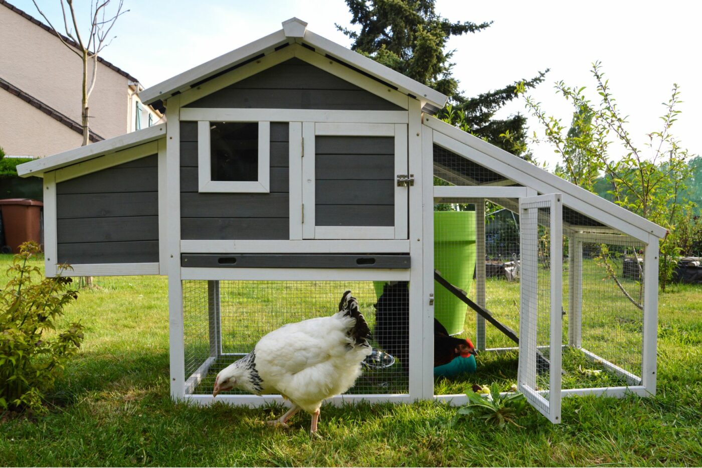 raising backyard chickens guide