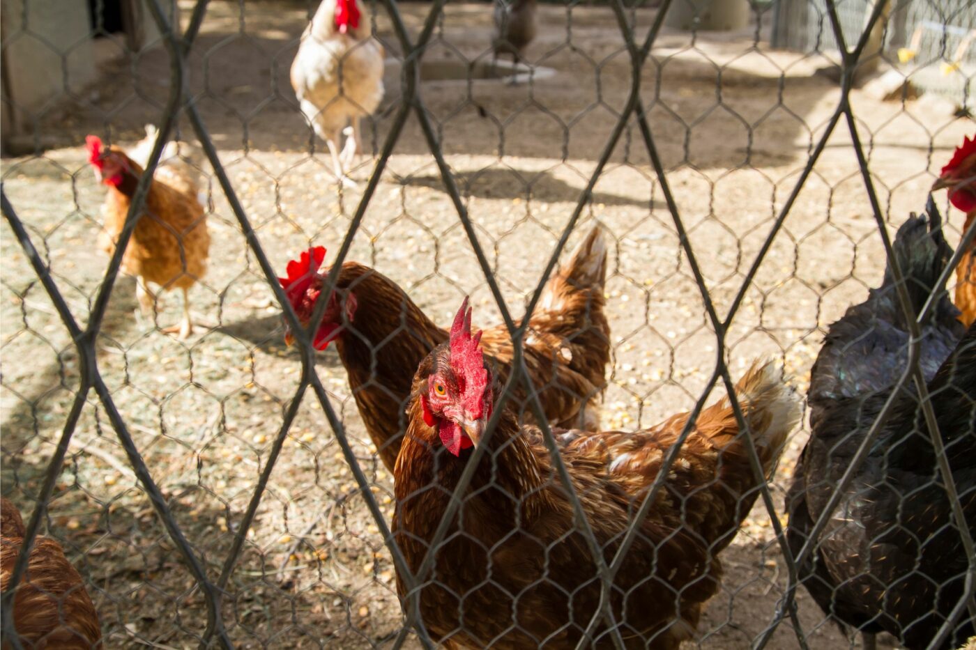 raising backyard chickens guide chickens (1)