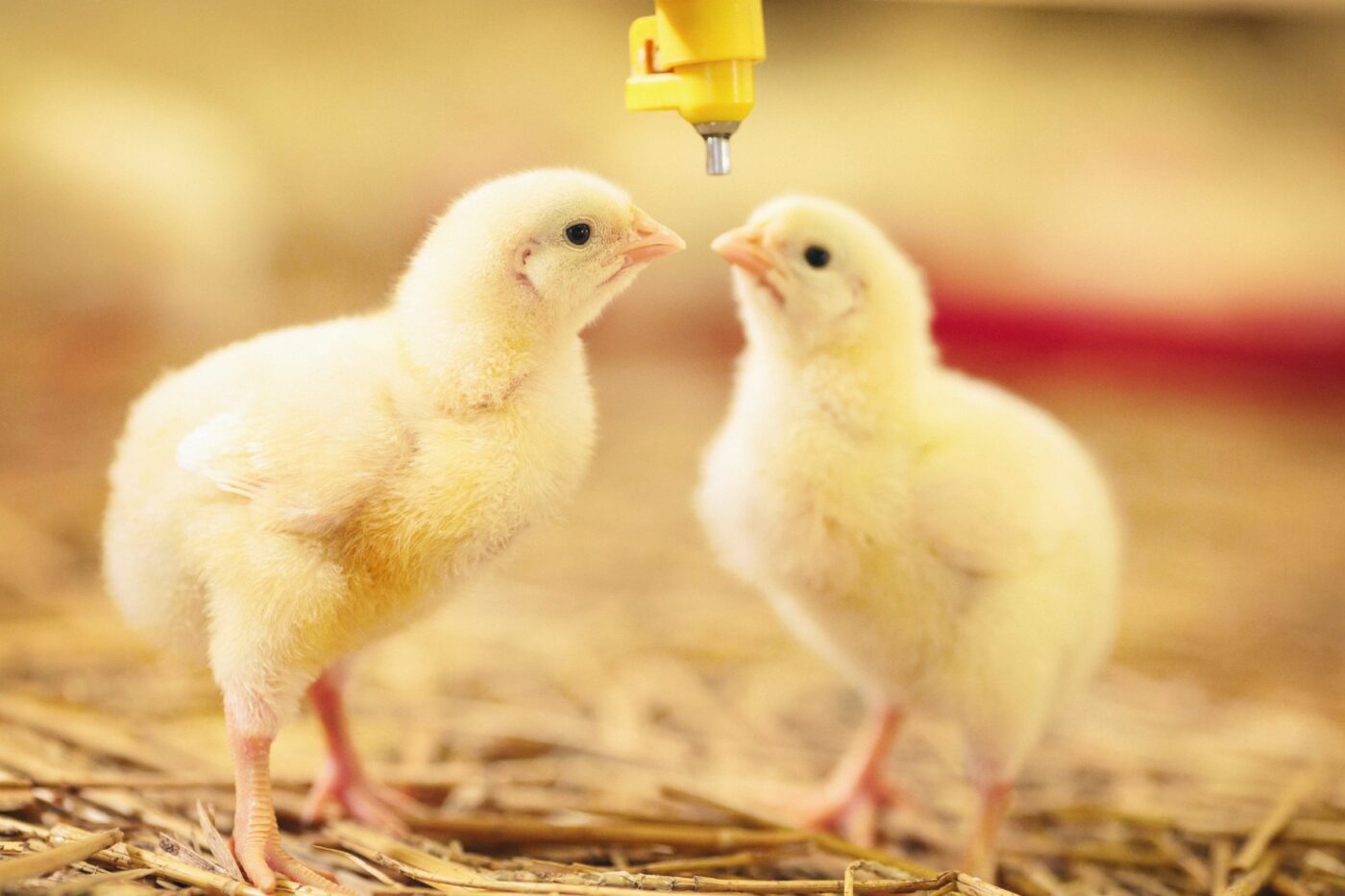 raising backyard chickens guide chicks