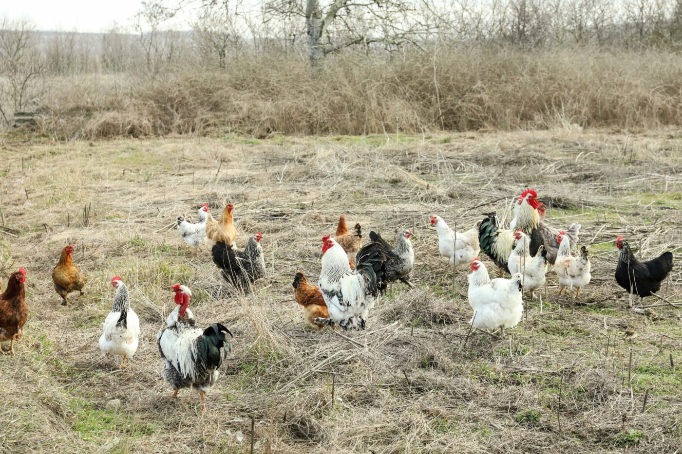 raising backyard chickens guide flock of chickens