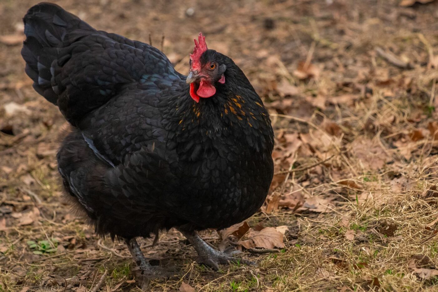 best egg laying chickens Australorps
