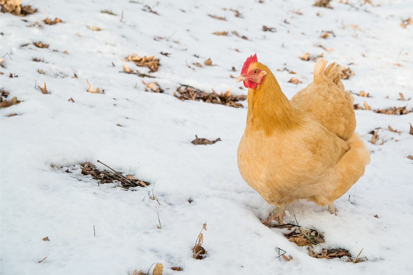 best egg laying chickens Buff orpington