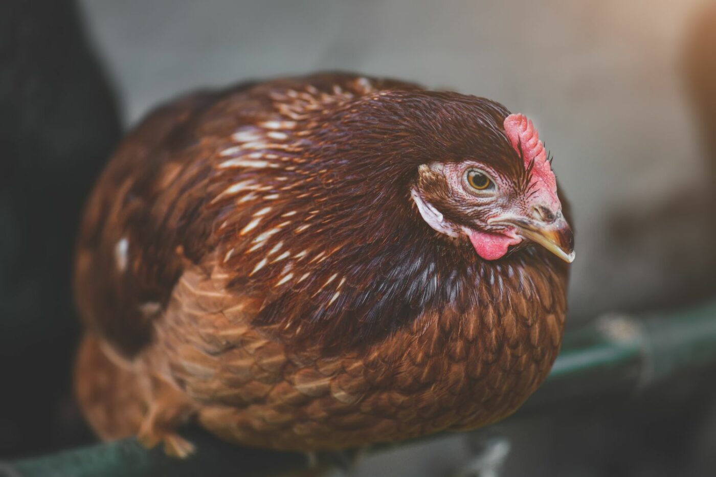 best egg laying chickens Rhode Island reds (1)