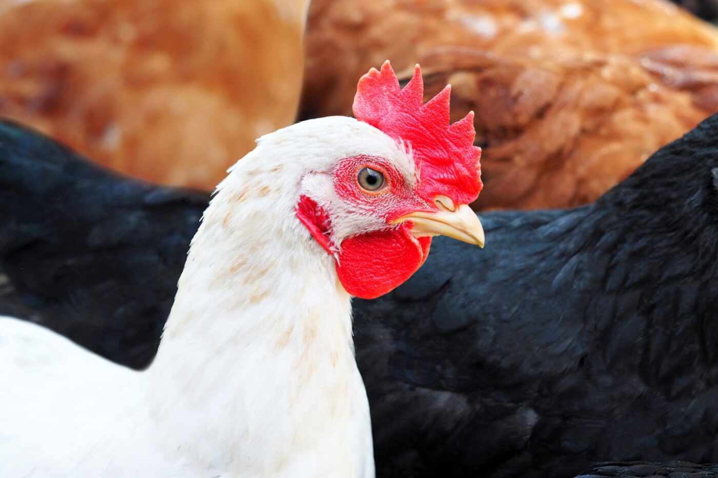 best egg laying chickens leghorns